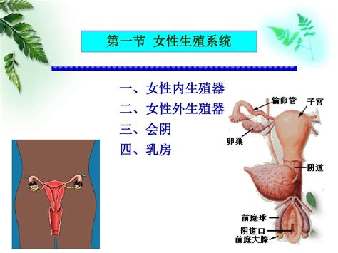 女孩生殖器|内生殖器